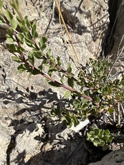 Penstemon baccharifolius