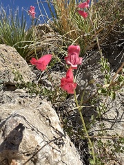Penstemon baccharifolius