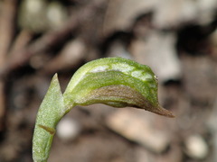 Pterostylis squamata