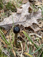 Tolypocladium longisegmentatum