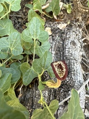 Aristolochia coryi