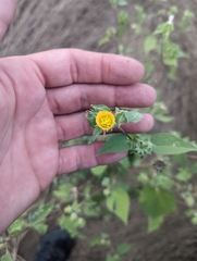 Abutilon abutiloides