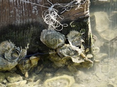 Crassostrea virginica