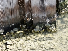 Crassostrea virginica