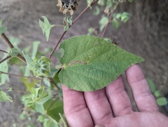 Abutilon abutiloides