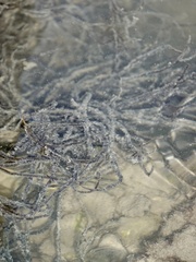 Amathia verticillata