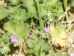 Geranium molle