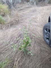 Abutilon abutiloides