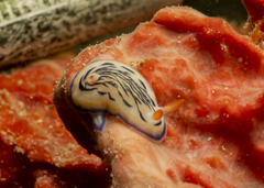 Hypselodoris maritima