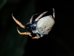Hortophora capitalis