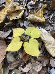 Dioscorea villosa