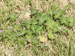 Geranium molle