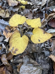 Dioscorea villosa