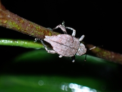 Elytrurus marginatus