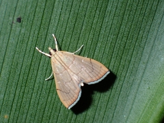 Hyalobathra