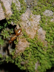 Camponotus chloroticus