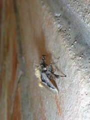 Megalopygidae