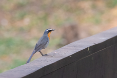 Cossypha caffra caffra