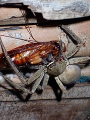 Heteropoda venatoria