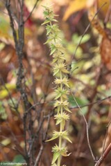 Stachys pilosa