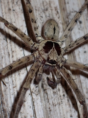 Heteropoda