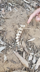Vertebrata