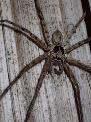 Heteropoda