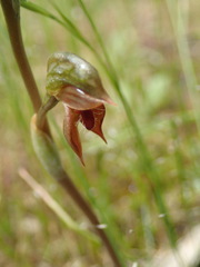 Pterostylis squamata
