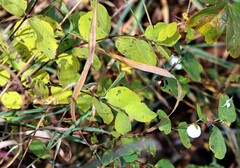 Symphoricarpos albus