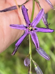 Caesia calliantha