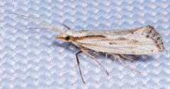 Plutella porrectella