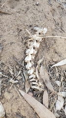 Vertebrata