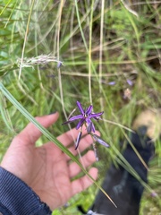 Caesia calliantha