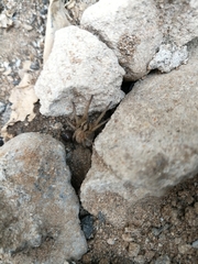 Hogna ferox