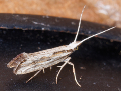 Plutella porrectella