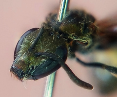 Augochloropsis metallica