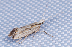 Plutella porrectella