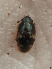 Cryptarcha nitidissima