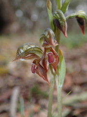 Pterostylis squamata