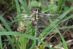 Austrogomphus amphiclitus