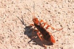 Spilichneumon