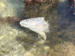 Sciaenops ocellatus