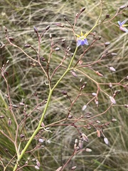Dianella amoena