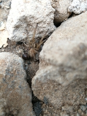 Hogna ferox