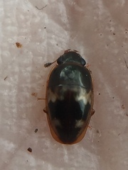 Cryptarcha nitidissima