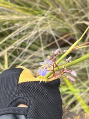 Dianella amoena