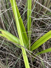 Dianella amoena