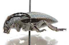 Dorcadion reitteri