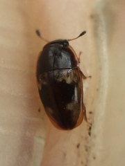 Cryptarcha nitidissima