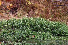 Nasturtium officinale